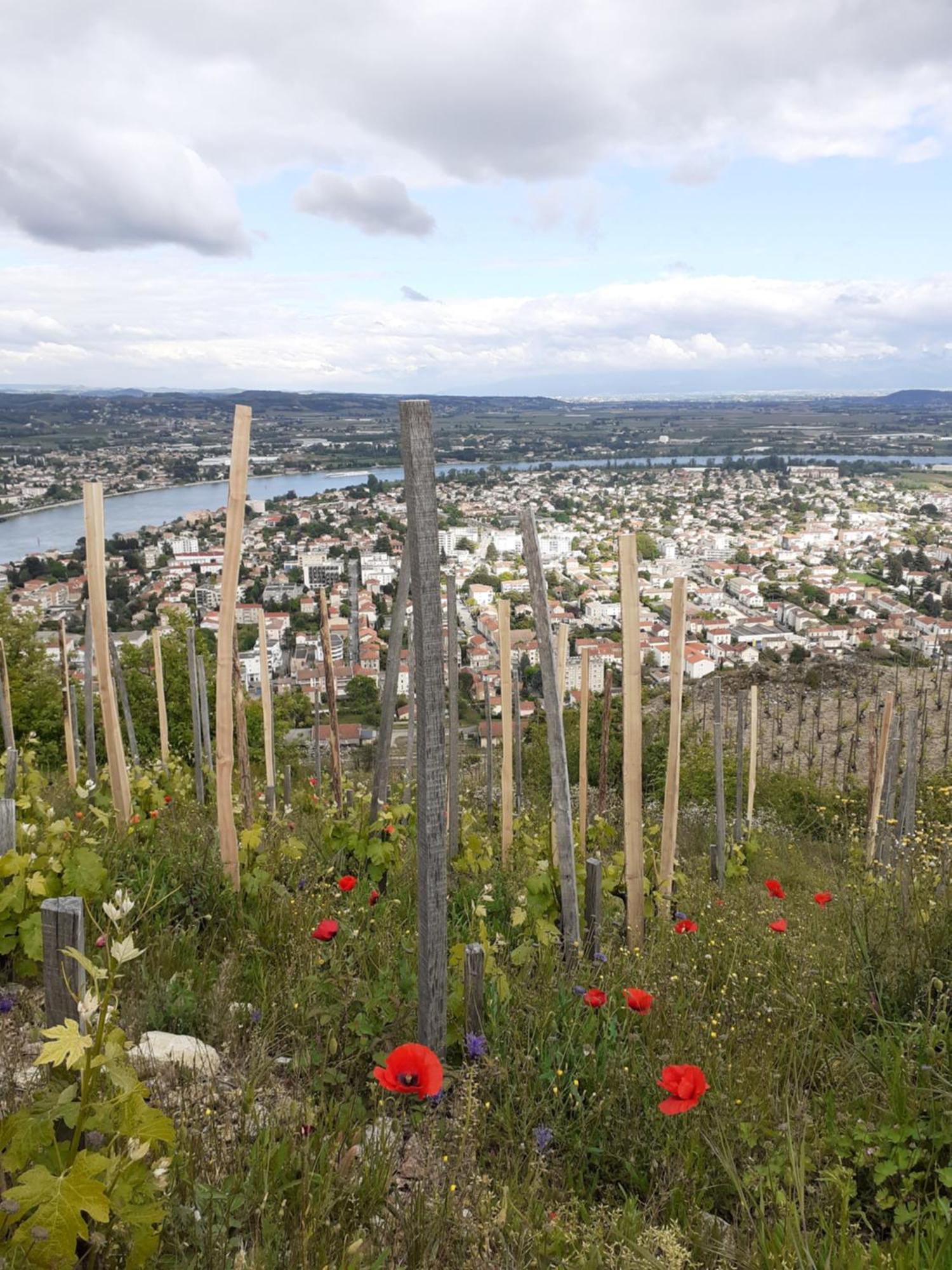 Gite Du Vigneron A La Terrasse Piscine Local Velos Tournon-sur-Rhone Esterno foto